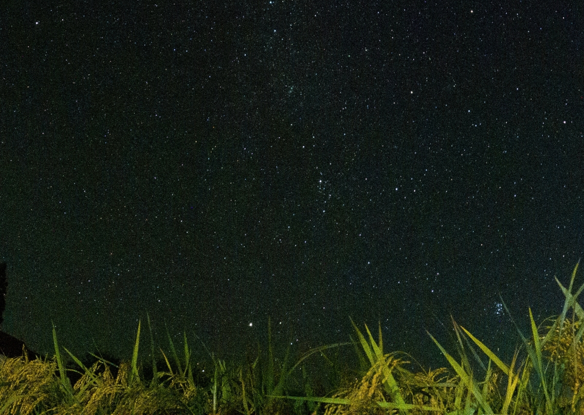 稲穂越しに広がる満天の星空、西木町の夜の静けさ