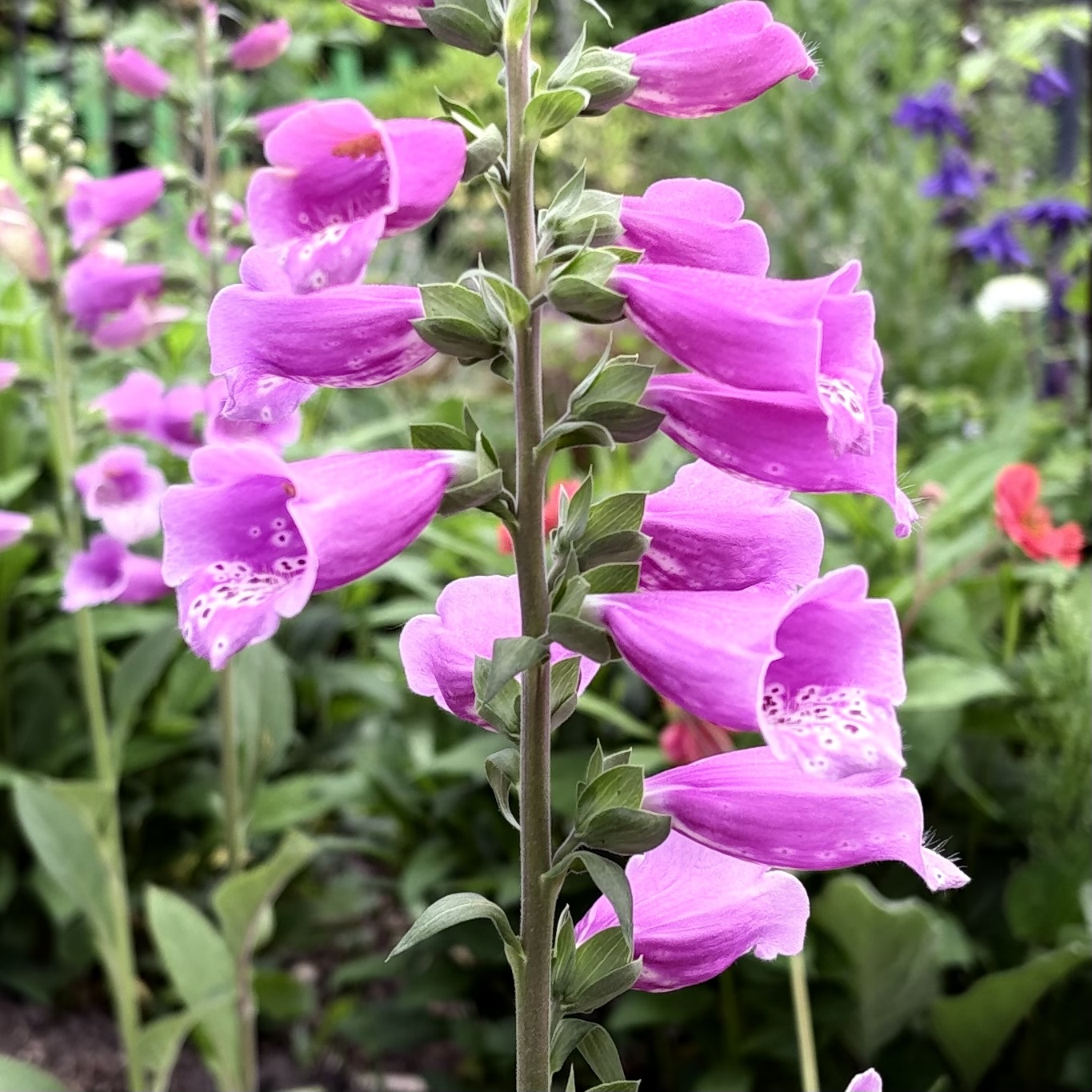 "Foxglove," a staple flower in English gardens