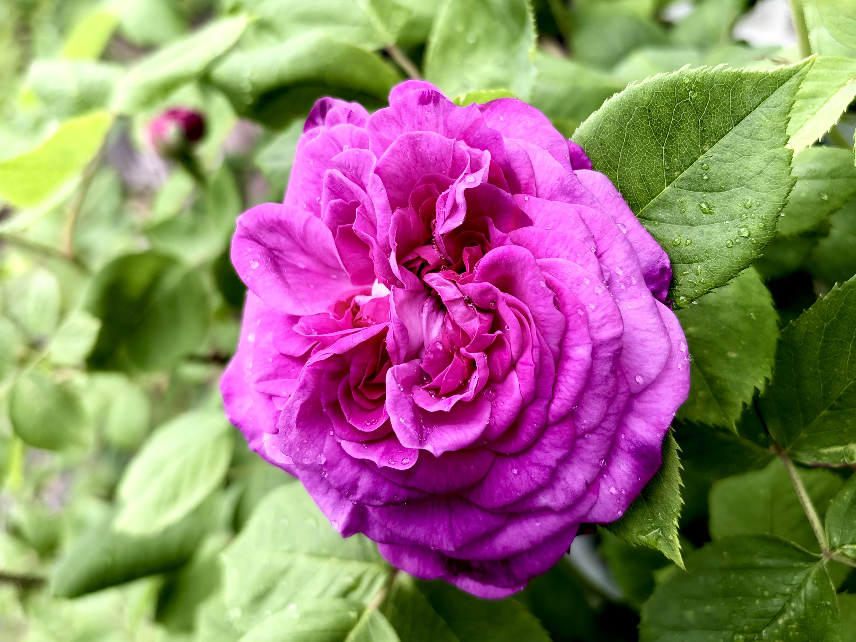 La rosa «Reine des Violettes» ha empezado a florecer.