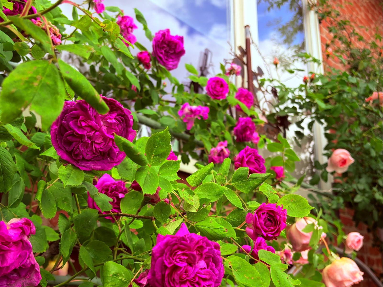 【開花情報】薔薇が一斉に咲き始めました