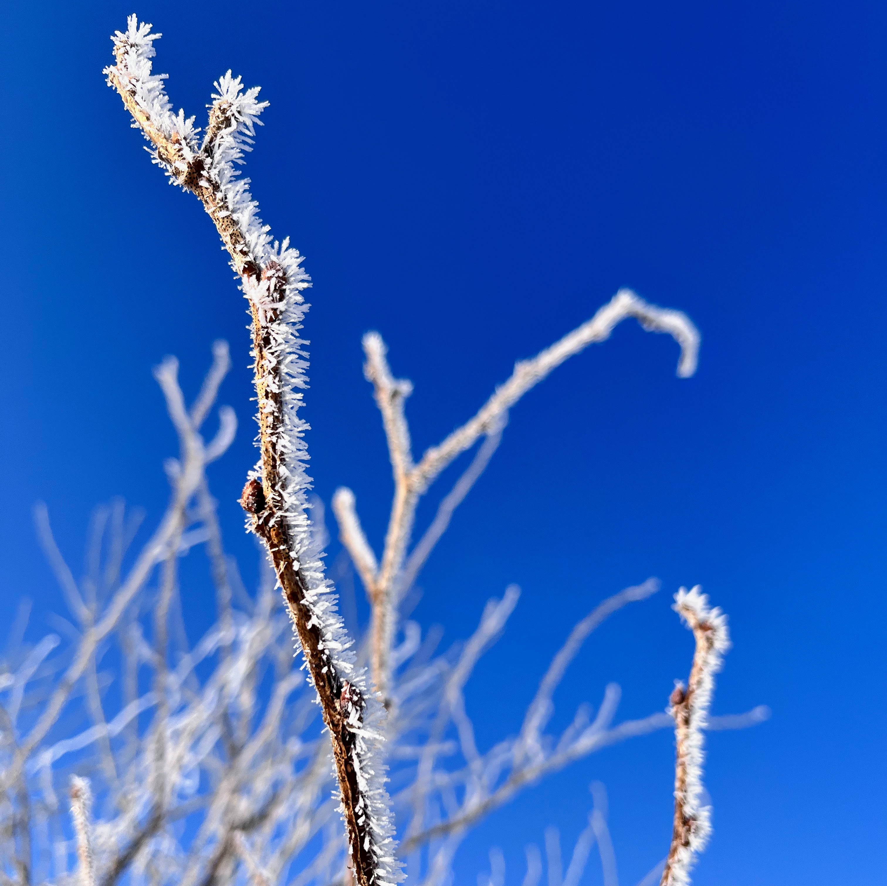 秋田の雪の上を歩く「堅雪散歩」 7