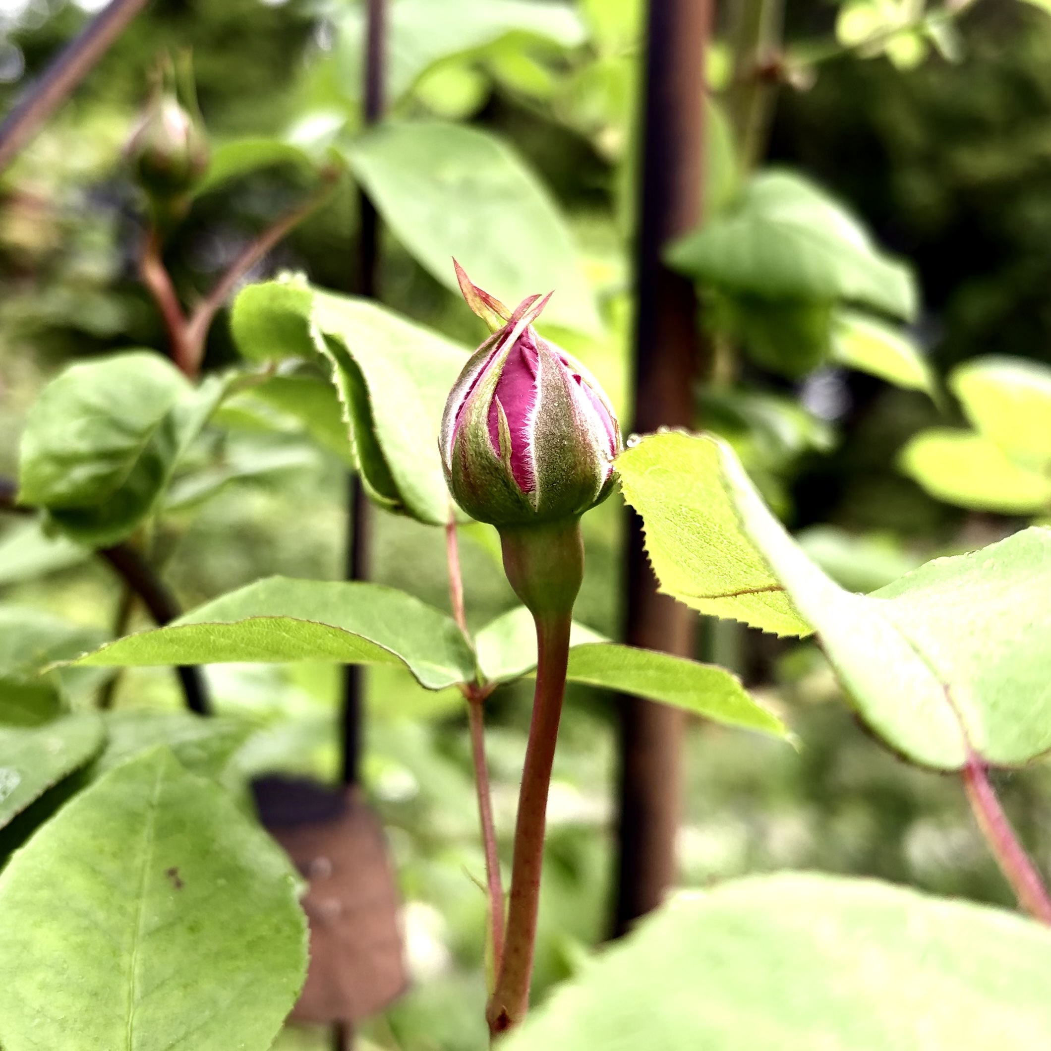 Only 10 days until the roses bloom!?