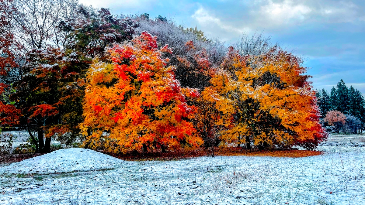 紅葉と初雪が重なる、秋田ならではの一瞬