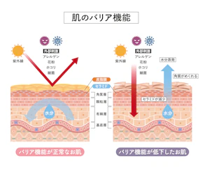 頭皮のバリア機能低下