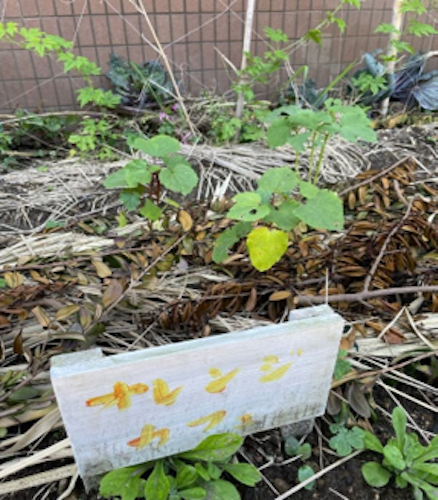 🍊オレンジカフェでの活動をご紹介します🍊 - 画像1