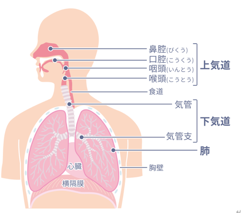 当院では1回/週　木曜日に呼吸器専門医が診察を行っています。 - 画像1