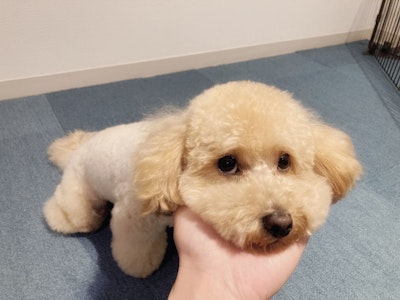 犬を飼いたい。でも犬アレルギーが心配な方へ｜大阪で暮らしに近い体験ができます