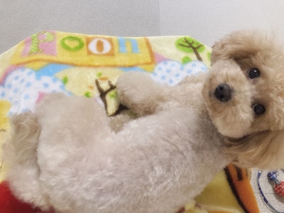 【大阪】カップルで訪れる特別な犬カフェ。完全個室で「憧れのわんちゃんライフ」を先取り体験