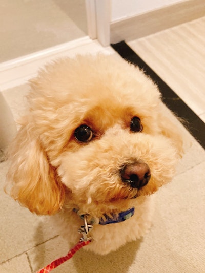 犬アレルギー検査はどこまで分かる？陰性でも安心できない理由