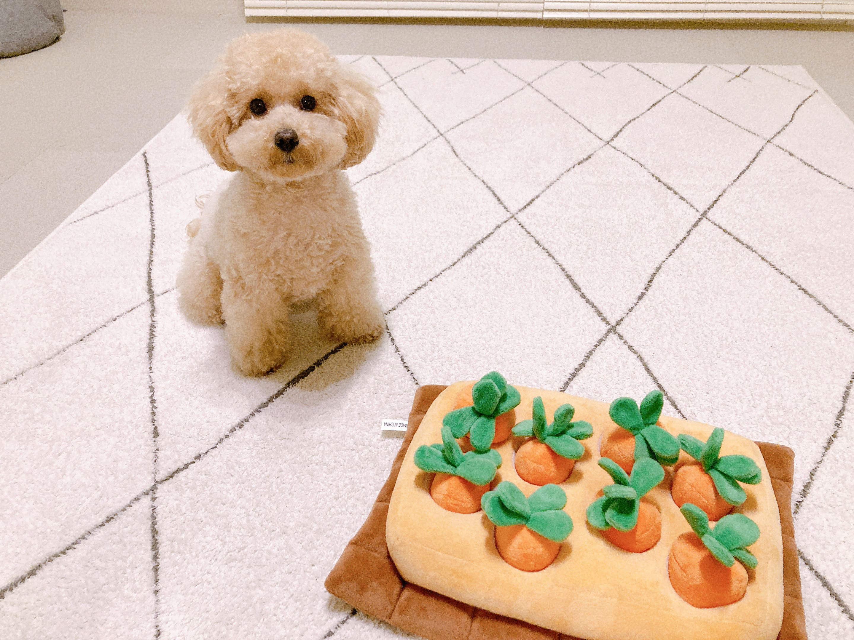 犬カフェとドッグカフェの違いとは？初めてでもわかる選び方を解説