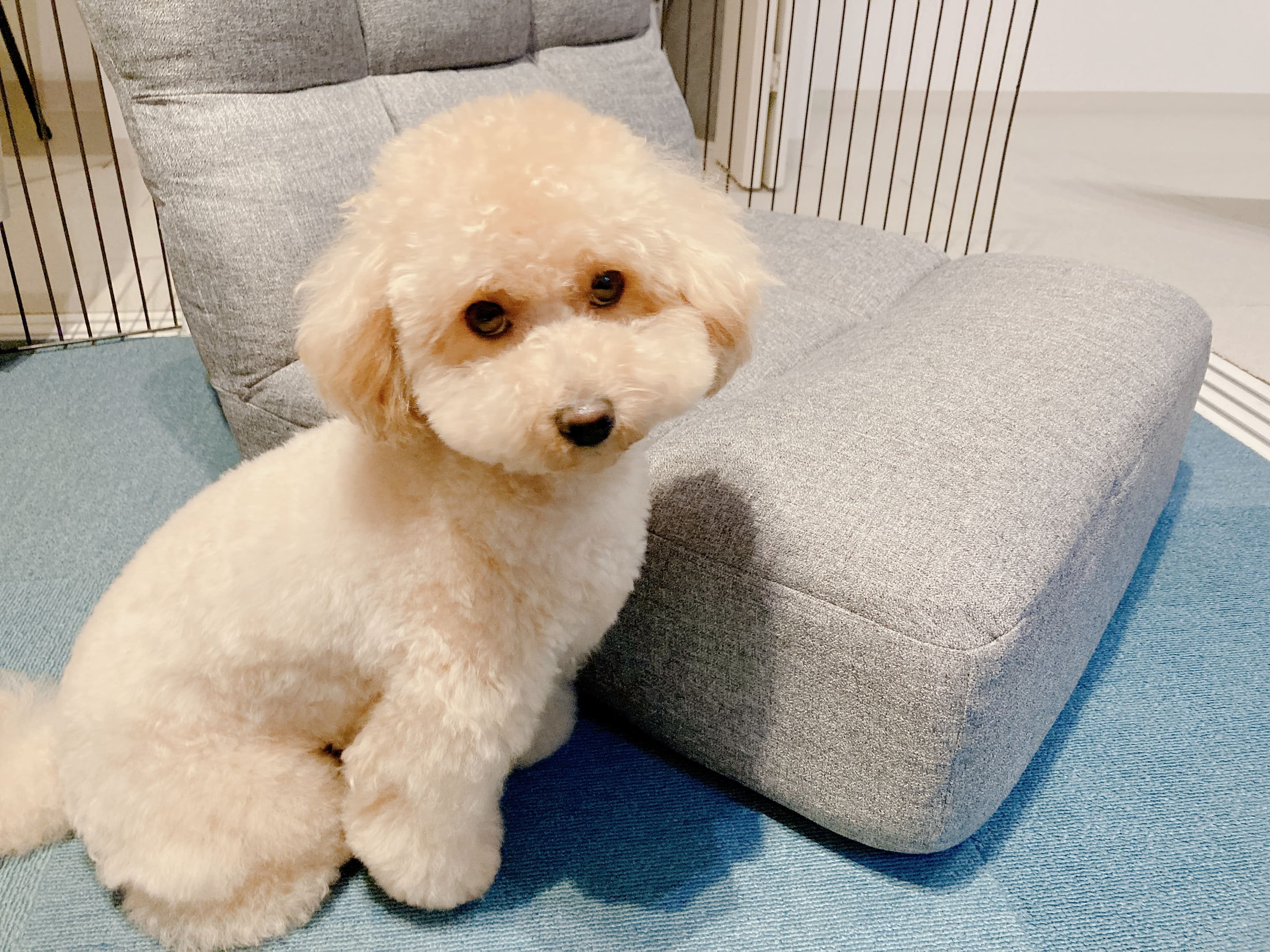 犬アレルギーの症状は？どのくらいで出るのか分かりやすく解説