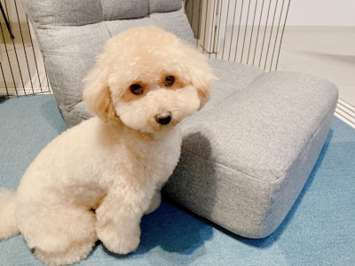 犬アレルギーの症状は？どのくらいで出るのか分かりやすく解説