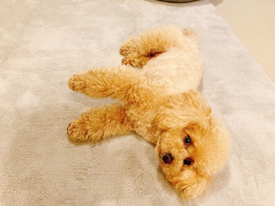 犬と寄り添う時間にはどんな効果がある？心がホッとする理由を解説