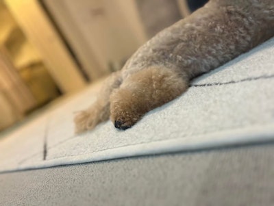 犬アレルギーは飼ってから出る？後悔しないために事前に確認する方法