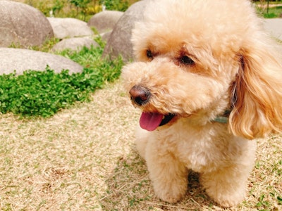 子供が犬アレルギーが心配な方へ｜飼う前に確認しておきたいポイント