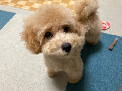 雨の日でも楽しめる犬カフェ｜天気を気にせず癒やしの時間を