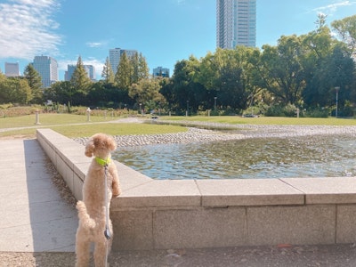 大阪で静かに過ごせる犬カフェを探している方へ｜個室で犬と触れ合う特別な時