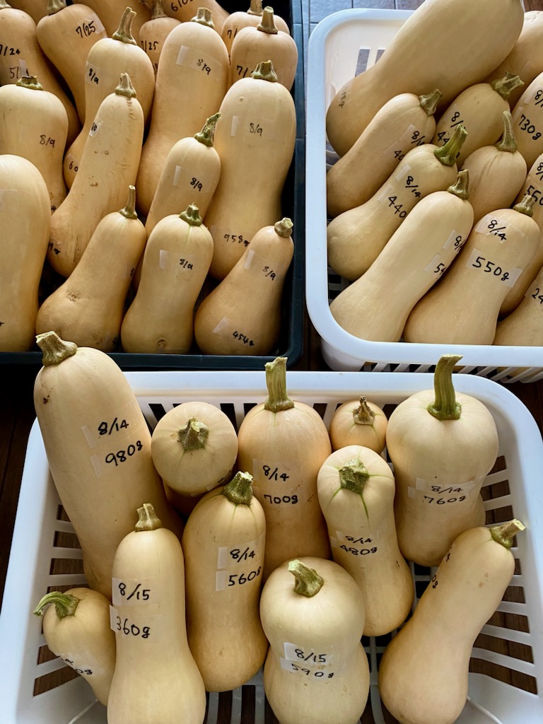 バターナッツかぼちゃとにんにくの納品、始まっています！ | せたがや