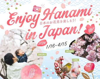 Enjoy Hanami in Japan!