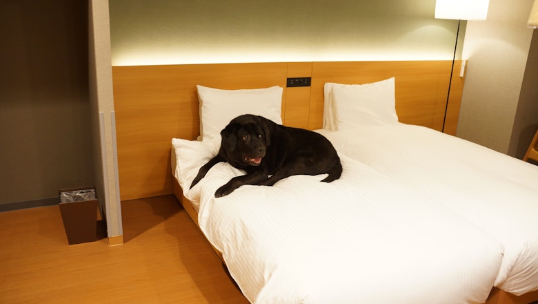Dog-Friendly Suite