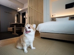 愛犬と一緒に旅行を楽しむ