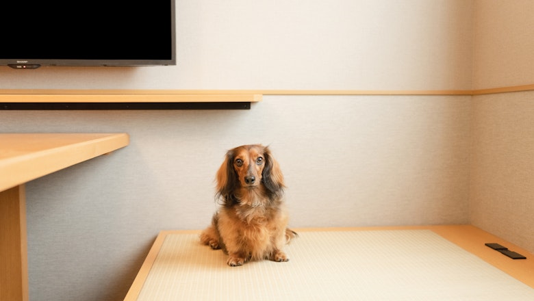 Dog-Friendly Japanese Suite