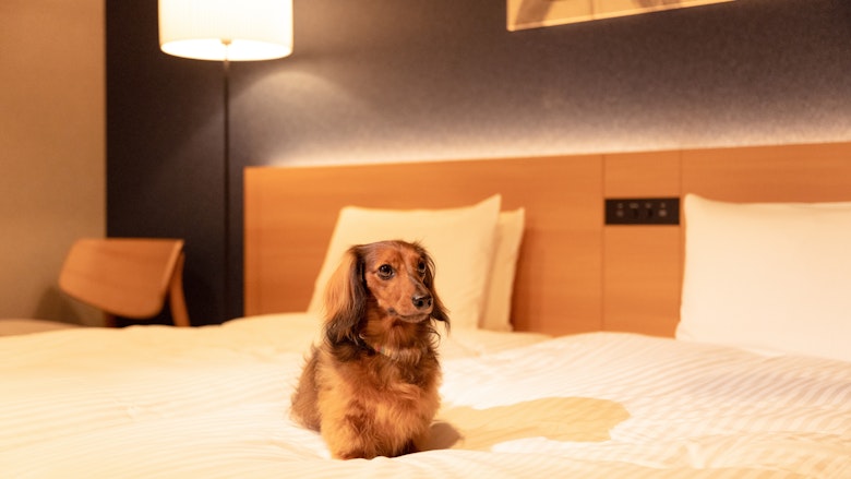 Dog-Friendly Theater Suite