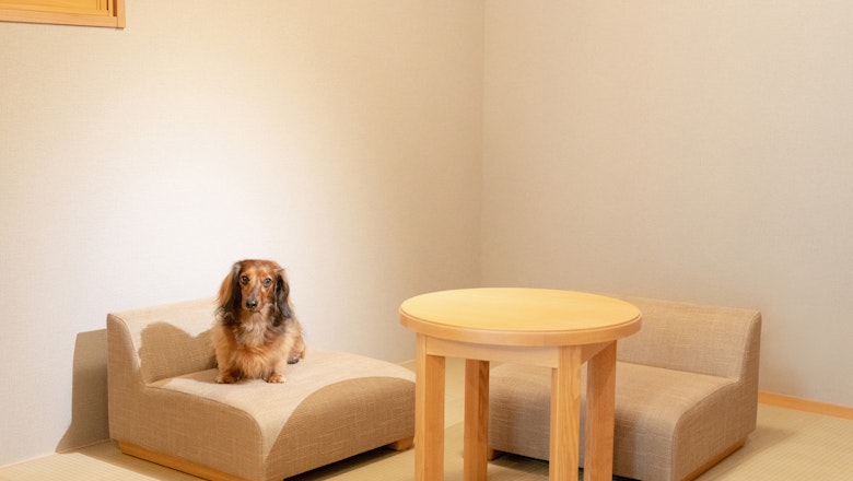 Dog-Friendly Japanese Suite