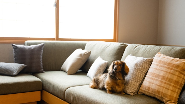 Dog-Friendly Theater Suite