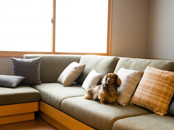 狗狗友好兩房式套房帶組合沙發