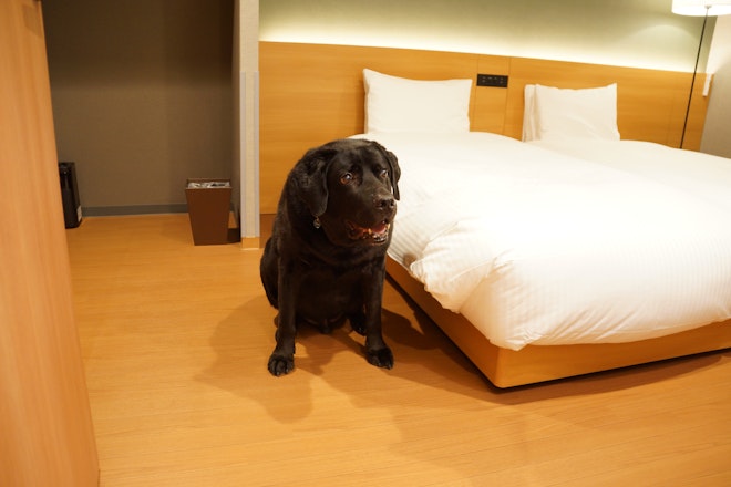 Dog-Friendly Suite with Living Room Sofa