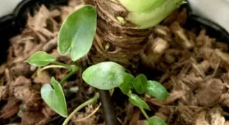セロームの新芽