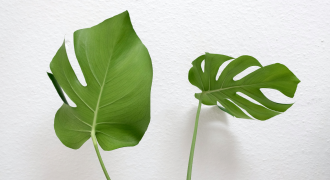 モンステラの葉っぱが2枚並んでいる。左の葉っぱは切り込みが少ない。右の葉っぱは切りこみが多い。