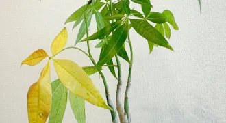 パキラの葉が黄色くなっている画像