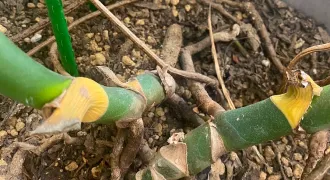 モンステラの間引き後の射sんが写っている。モンステラの2つの株があり、左右にモンステラがいる。モンステラの間引きの切り口は黄色く腐りかけており、このまま枯れて落ちると思われる。