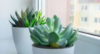 観葉植物を元気に！室内の光不足解消と育て方のアイキャッチ