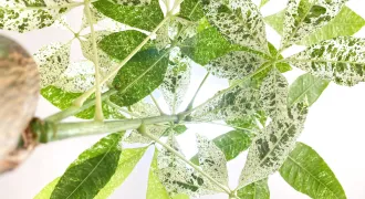 パキラ・ミルキーウェイの育て方　接ぎ木と実生苗の違いと管理法のアイキャッチ