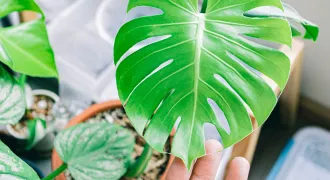 モンステラの葉っぱを手で持ち上げている様子。