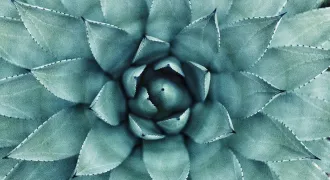 観葉植物の形が悪い？「徒長」かも　原因と予防法を徹底解説のアイキャッチ