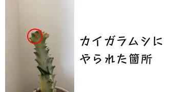真ん中にホワイトゴーストがあり、赤い丸の部分がカイガラムシにやられた箇所を示している画像