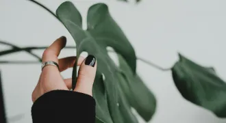 初心者でも簡単！モンステラの植え替え手順とポイントのアイキャッチ