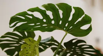 モンステラ 切り込みがある美しい葉っぱを育てるコツのアイキャッチ