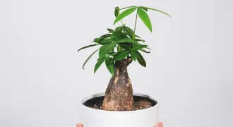パキラの葉が黄色い！原因と対処法 | 簡単ケアで元気な葉っぱを取り戻す方法のアイキャッチ