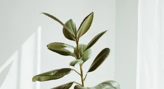 フィカス・ベンガレンシス　育て方完全ガイドのアイキャッチ