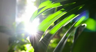 モンステラの葉っぱが光を浴びている。左にモンステラの葉っぱが1枚写っており、左には太陽光が溢れている。