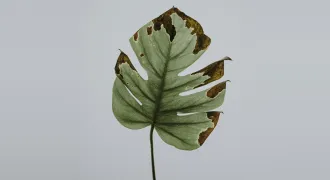  モンステラの冬越し準備は大丈夫？室温や水やりなど管理方法を紹介のアイキャッチ