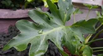 セロームの葉っぱに葉水をしてる様子