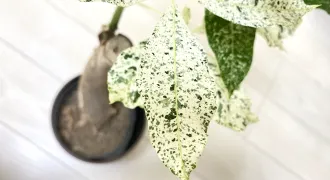 パキラ・ミルキーウェイの白い葉っぱが綺麗に真ん中に表示されている。後ろにはぼやけて台木のパキラが写っている。