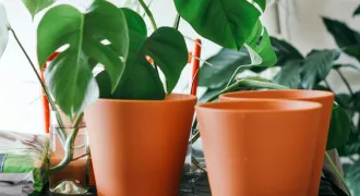 モンステラの鉢が横に並んでいて、植え替えを行なっている様子