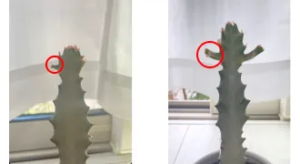 ホワイトゴーストの1週間の成長スピードを表した画像を追加しました。左には成長前のホワイトゴースト、右には1週間後のホワイトゴーストの写真を載せています。1週間後のホワイトゴーストは少し茎の部分が伸びています。